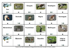 Domino-Wasservögel-1.pdf